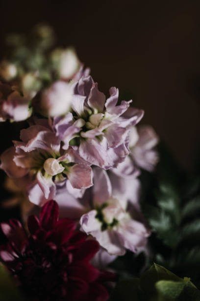 istock Moody Flowers X 1138866435