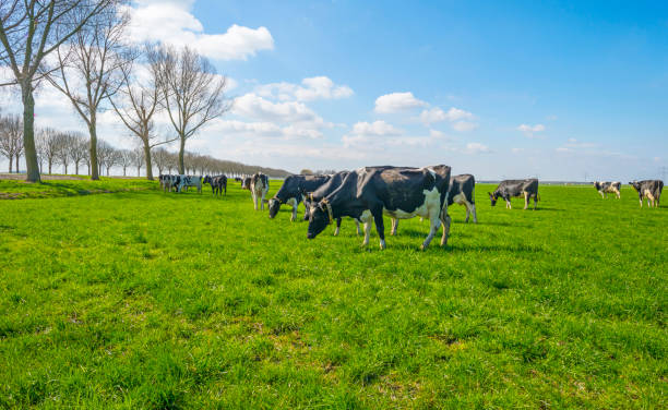 istock Herd of cows in a green meadow below a blue sky in sunlight in spring 1138866531