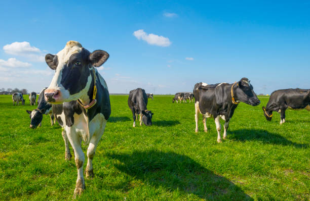 istock Herd of cows in a green meadow below a blue sky in sunlight in spring 1138866621