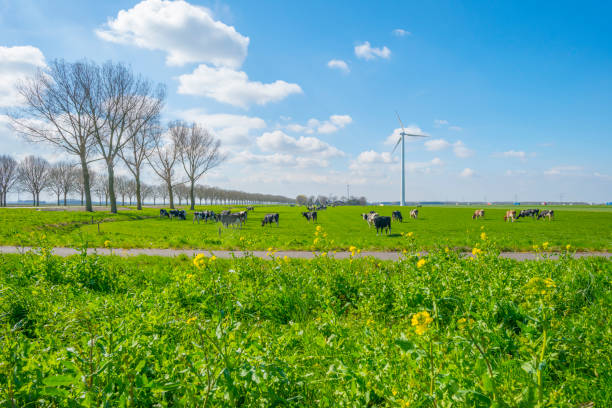 istock Herd of cows in a green meadow below a blue sky in sunlight in spring 1138866725