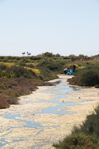 San Fernando, Cadiz, Spain - March 16, 2019: Numerous volunteers gathered to collect garbage deposited on the Caño Carrascon trail, a natural enclave of high ecological value