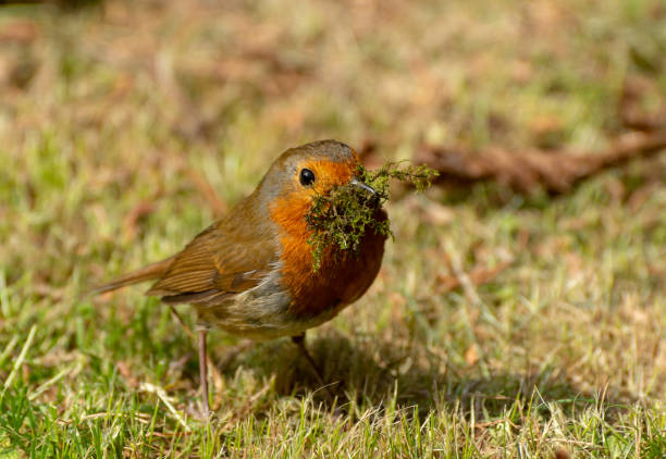 A European Robin has some moss in it's beak for building a nest in spring