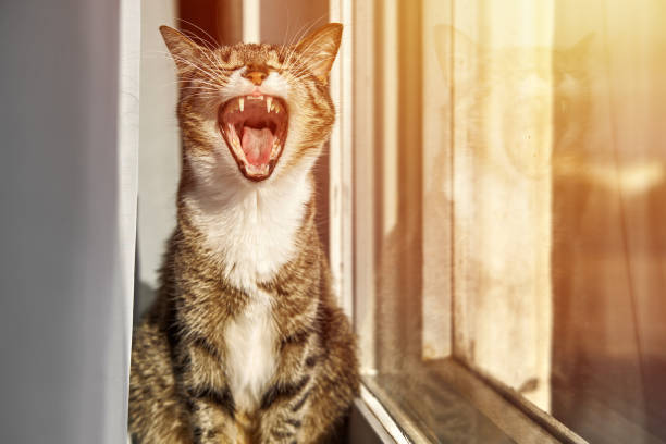 istock funny cat is yawning, sunset, sleepy 1138867659