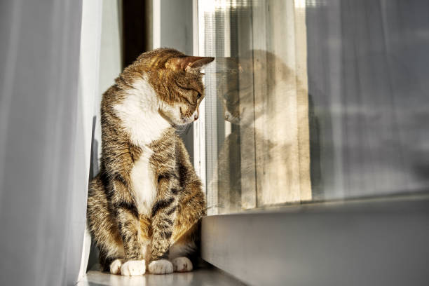 istock beautiful cat sits and looks out window 1138867705