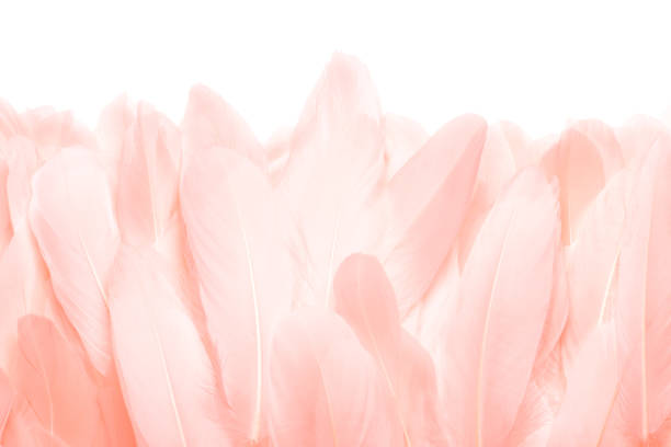 Close - up of pink feathers isolated on white background