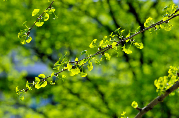 istock Ginkgo biloba bud in sunlight 1138869649