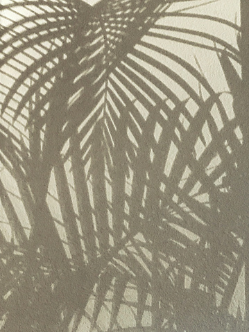 Tropical palm tree leaves pattern background in monochromatic color. Shadow on the wall.