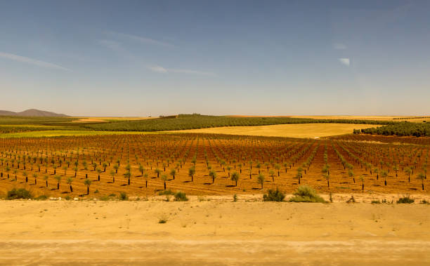 istock Olive tree farming in Andalusia, Spain 1138873499
