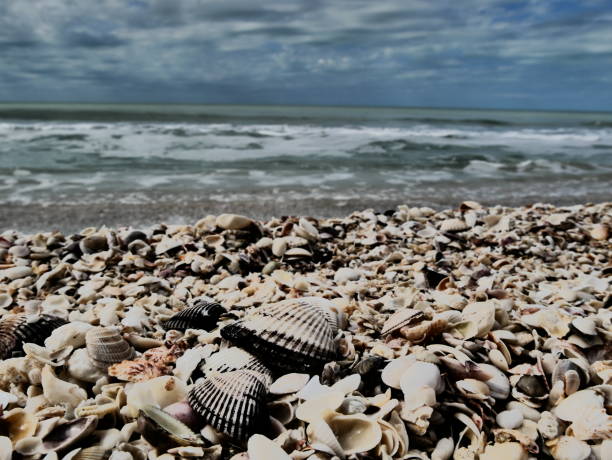 istock Retro mussel collection on the shore 1138874965