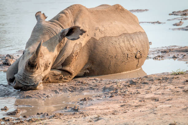 istock Big White rhino laying in the water. 1138875013