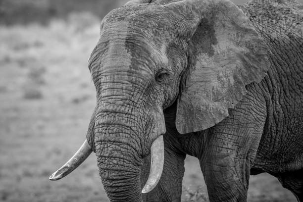 istock Side profile of a big Elephant bull. 1138875031