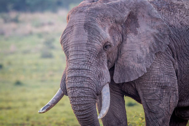 istock Side profile of a big Elephant bull. 1138875034