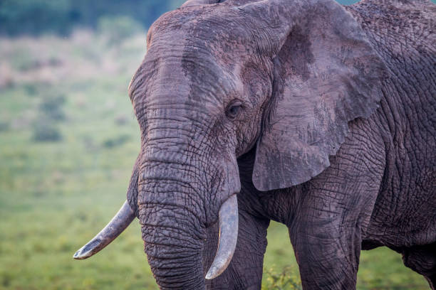 istock Side profile of a big Elephant bull. 1138875035