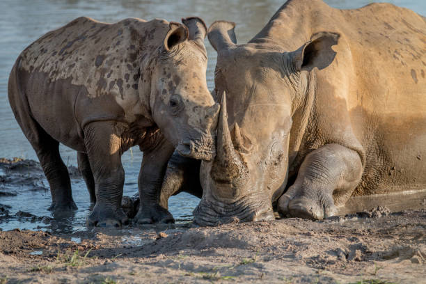 istock Mother White rhino with a baby calf. 1138875071