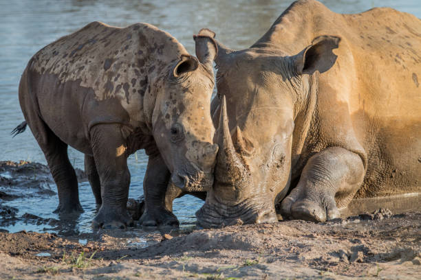 istock Mother White rhino with a baby calf. 1138875073