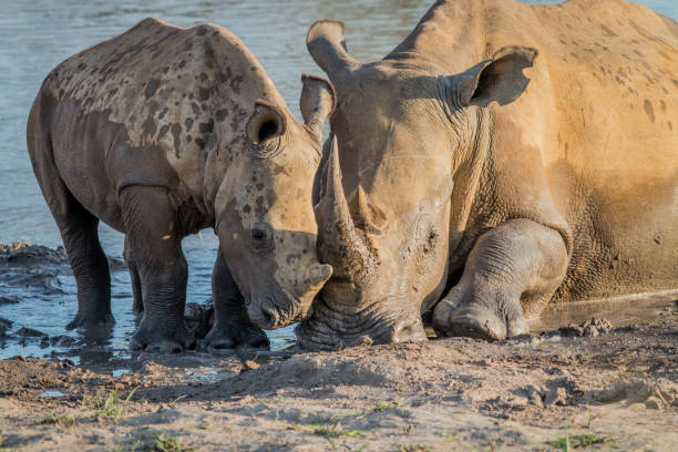 istock Mother White rhino with a baby calf. 1138875075