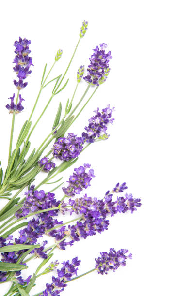 istock Lavender herb flowers white background Floral border 1138876083