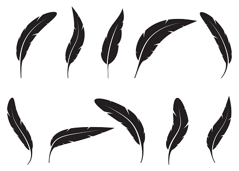Beautiful vector design illustration of bird feathers set isolated