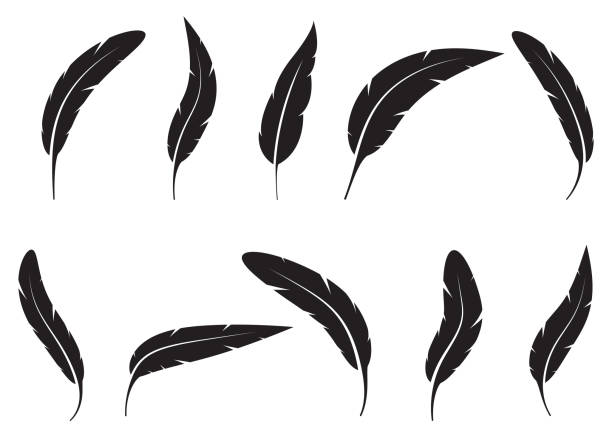 Set of bird feathers vector design illustration Beautiful vector design illustration of bird feathers set isolated bristle stock illustrations