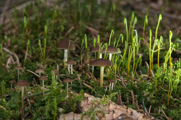 spring edible mushroom strobilurus esculentus growing on the spruce cone in the moss spruce forest. magical light, natural environment. - scented non urban scene spring dirt imagens e fotografias de stock