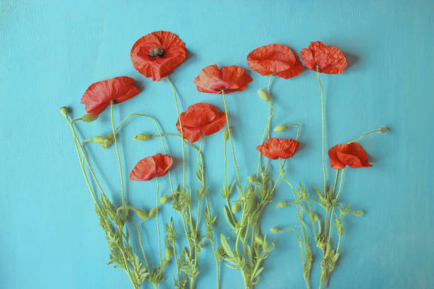 istock Poppies on a blue background 1138876361