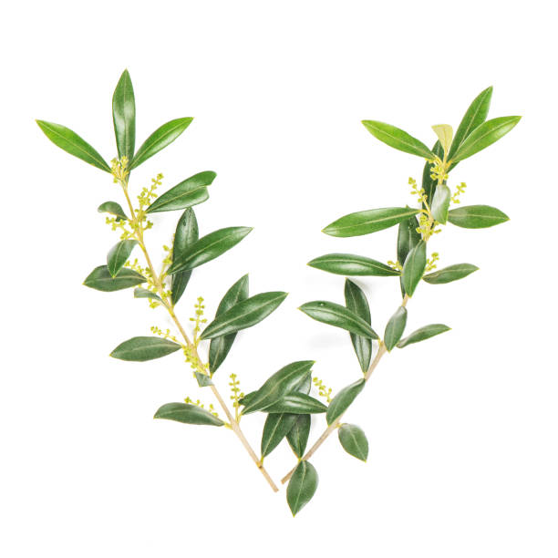 istock Green leaves Floral flat lay Olive tree branches 1138876369