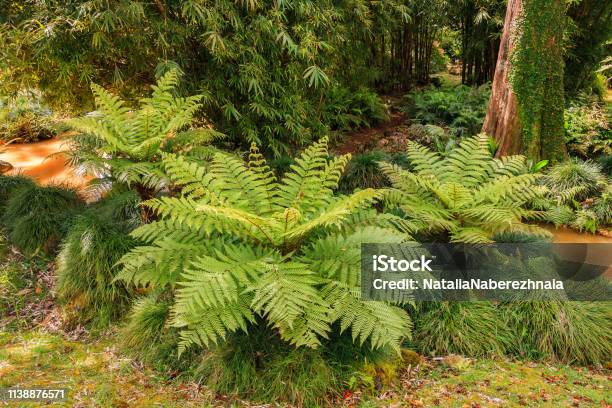 Fern In Tropical Park Stock Photo - Download Image Now - Atlantic Islands, Azores, Beauty