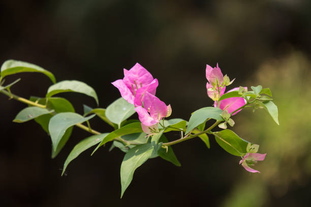 istock Pink  Bougainvillea flower 1138876647