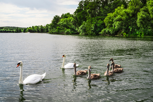 White swan pair with two young animals at lake, Mecklenburg-Vorpommern, Brandenburg