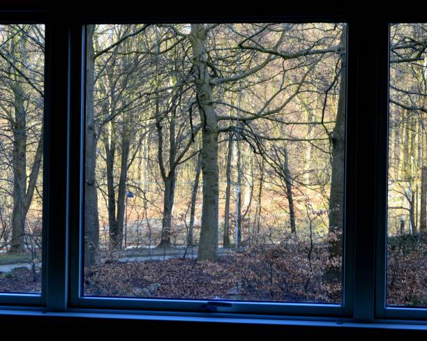 istock View of woodland through window 1138877867