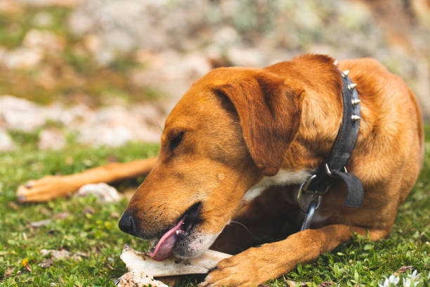 istock orange dog playing with bone on the lawns 1138878311