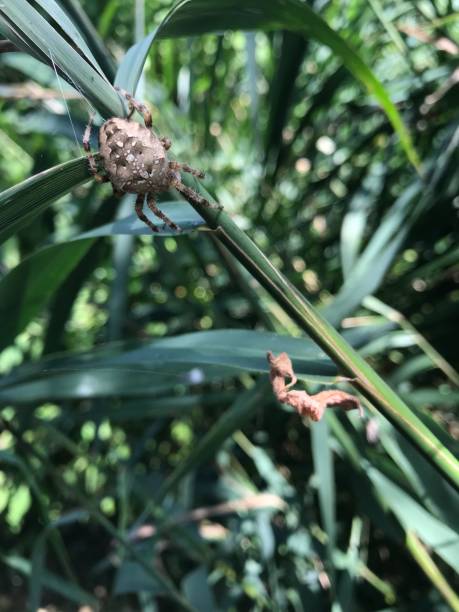 istock Garden Orb Weaver Spider on Reeds 1138878358