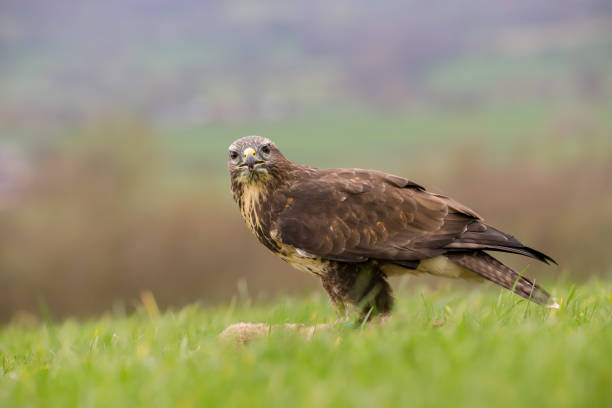 istock Common Buzzard (Buteo buteo) feeding on a rabbit. Taken in mid-Wales, UK 1138878451