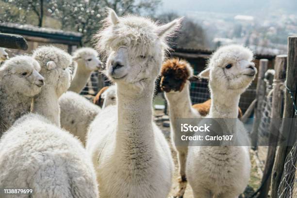 Alpaca Stock Photo - Download Image Now - Alpaca, Llama - Animal, Agriculture