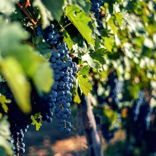 istock Vineyard at autumn harvest 1138879901