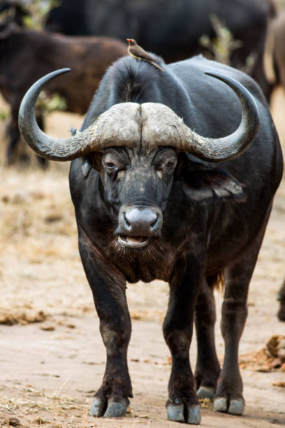 istock Big Cape Buffalo, Syncerus caffer, staring into the camera, chewing 1138879930