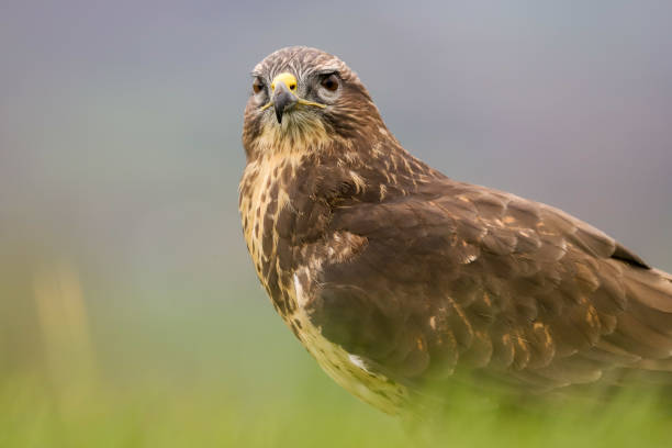 istock Common Buzzard (Buteo buteo) feeding on a rabbit. Taken in mid-Wales, UK 1138880745