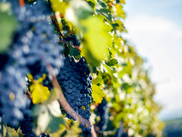 istock Vineyard at autumn harvest 1138880920