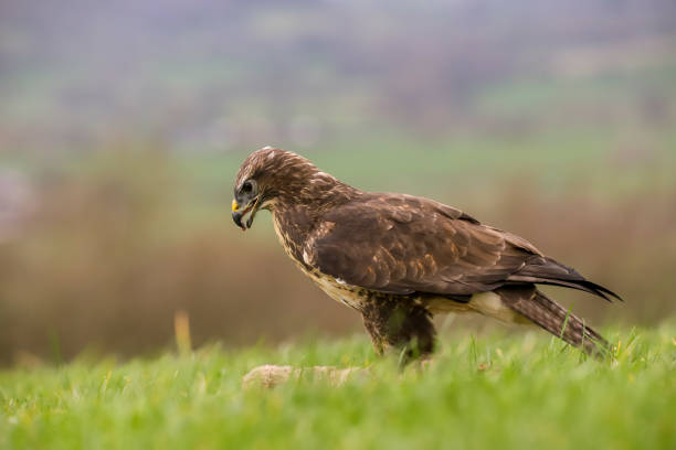 istock Common Buzzard (Buteo buteo) feeding on a rabbit. Taken in mid-Wales, UK 1138881389