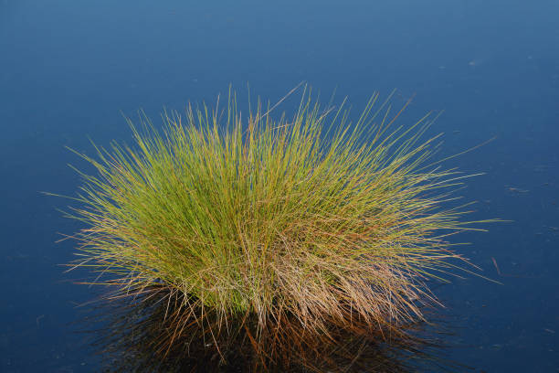 purple moor grass( Molinia caerulea),Eifel,Germany purple moor grass( Molinia caerulea),Eifel,Germany molinia caerulea stock pictures, royalty-free photos & images