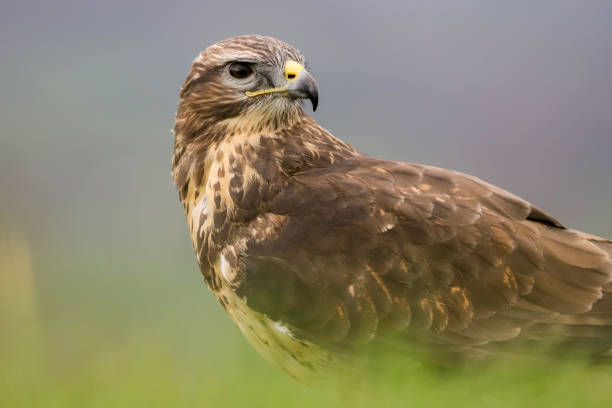 istock Common Buzzard (Buteo buteo) feeding on a rabbit. Taken in mid-Wales, UK 1138882047