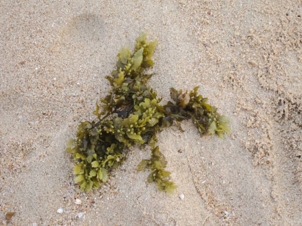 istock Seaweed on the Beach 1138882838