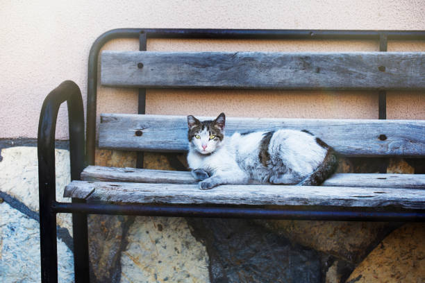 Cute red cat sitting on wooden bench