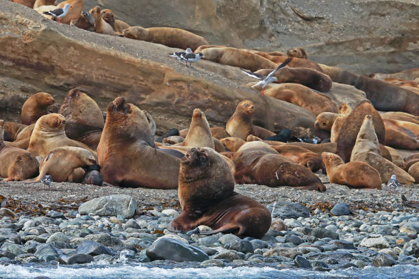istock South American Sea Lion 1138884063