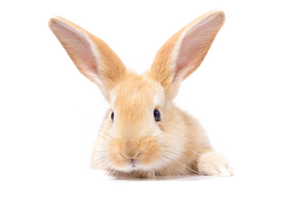 istock Red fluffy rabbit looks at the sign. Isolated on white background. Easter Bunny 1138885199