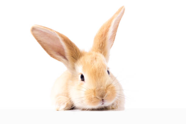 istock Red fluffy rabbit looks at the sign. Isolated on white background. Easter Bunny 1138885233