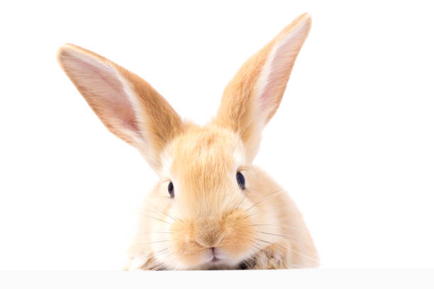 istock Red fluffy rabbit looks at the sign. Isolated on white background. Easter Bunny 1138885304