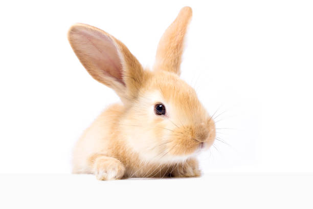 istock Red fluffy rabbit looks at the sign. Isolated on white background. Easter Bunny 1138885443