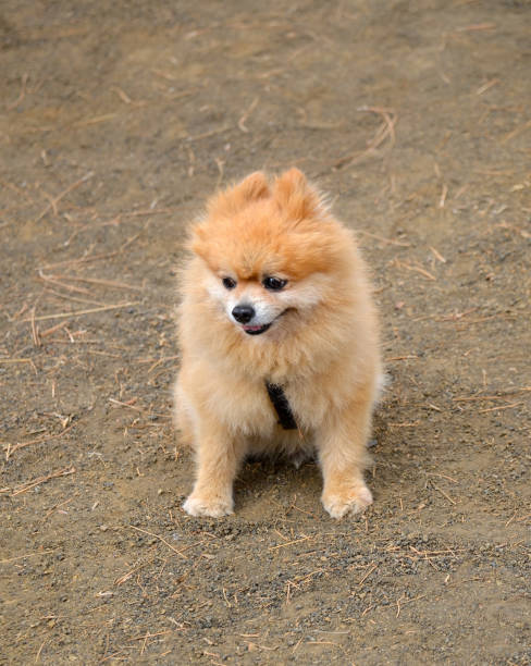 istock Pomeranian Spitz sitting on a walk in a spring park.Dog breeds concept. 1138885715