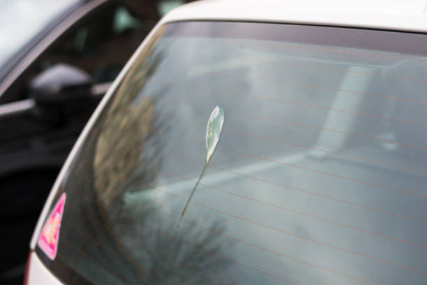 istock shit of bird on the car window 1138886987